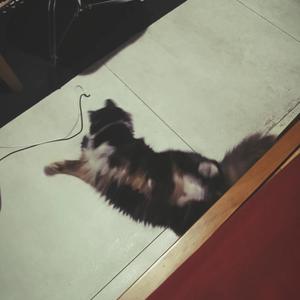 Veritas - Strings N Rust