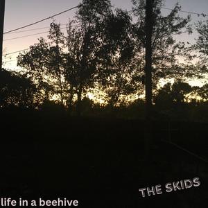 Life In A Beehive