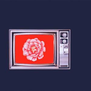 Sol da manhã - Cachaceira Proficional