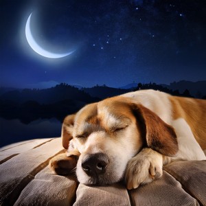 Suaves Ritmos Perro Calmo