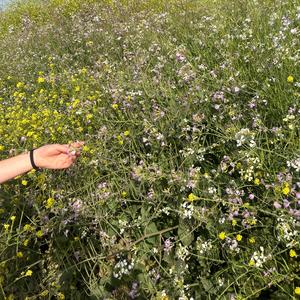 california lilacs (Explicit)