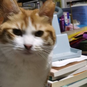 HD539364j - 《得闲谨制》乱世里的苟活与觉醒