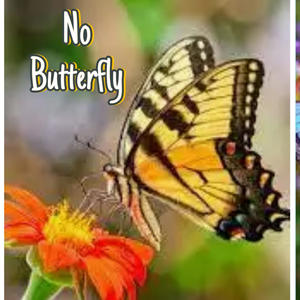 No Butterfly (Explicit)