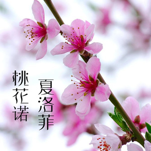 桃花诺 (伴奏)