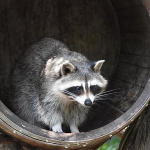 The Moon Raccoon Harvest Festival