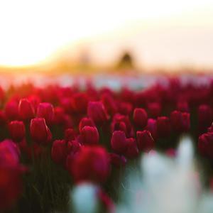 Rose Garden | The classical Series | Symphonic Waltz