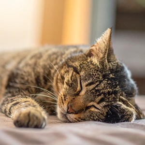 Ritmos Tranquilos Para Gatos