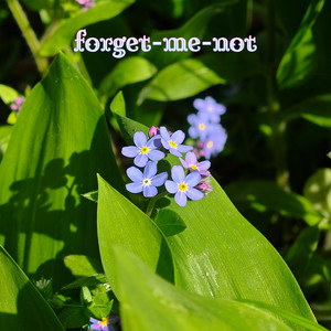 forget-me-not