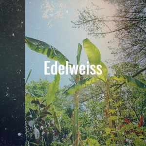 Edelweiss