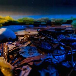 FSWMNI(feat. Young Stoner) (Explicit)