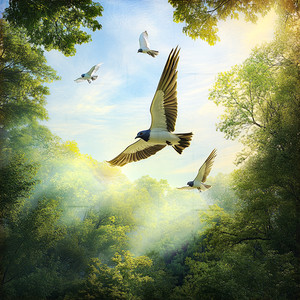 Harmonic Wings