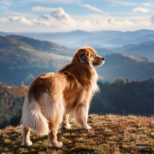 Líneas De Bajo Para Mascotas