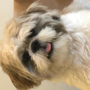 The Party(feat. Hal Blaine)