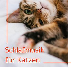 Schlafmusik für Katzen: Die beste Instrumental-Songs für Ihre Haustiere schlafen