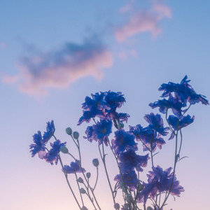 你是我的心之所