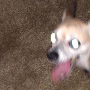 Persuade My Hate(feat. Levstern) (Explicit)