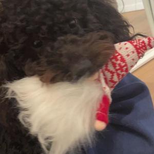 dogs don't smile they wag their tails