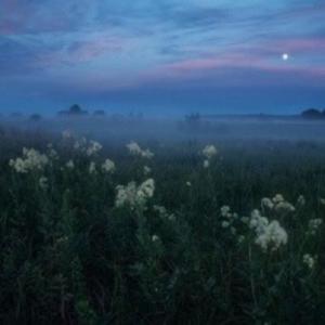 FLOWERS IN YOUR ROOM (Explicit)