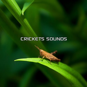 Relaxation Crickets Sounds (Nature Sounds Studios Remix)