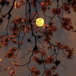 零零 - 错季（翻自 秋原依）