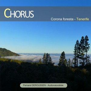 chorus: corona forest (tenerife)