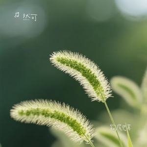 狗尾巴草 (伴奏)