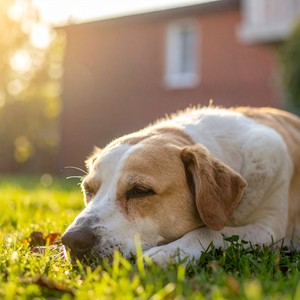 Música Suave Para Mascotas Relajadas