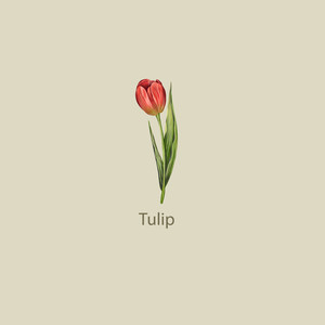 Tulip