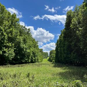 Lotus (My Crush) (feat. DamnMigo) (Explicit)