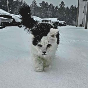 Wind on my Teeth (feat. SPRTNDLX) (Explicit)