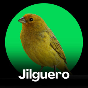 Jilguero - Canto de Verano