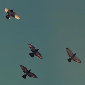 lambert-LoveStruck (ZCZ福罗贝 remix)