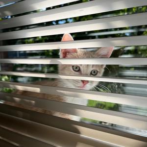 whats good lol (feat. fangmadesoso) (Explicit)