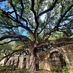 Shade Tree Cuts