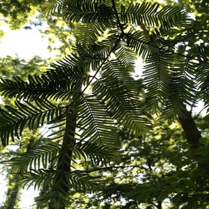 Encontrando una Perla