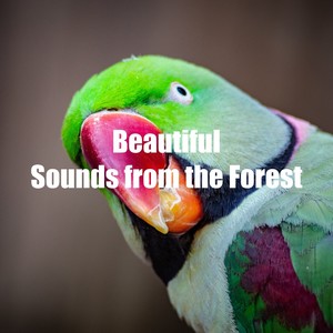 Beautiful Sounds from the Forest