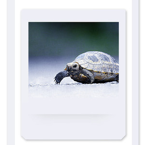 F**K U turtle