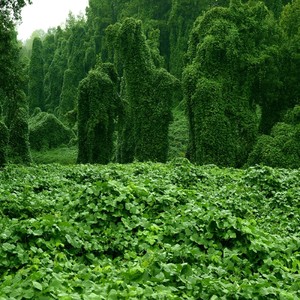 Kudzu