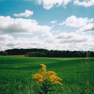 Pretty Little Flowers