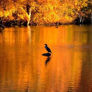 Water Bird