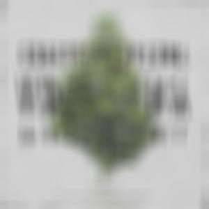 PLANTA (feat. Creez) (Explicit)