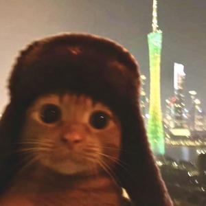 gato