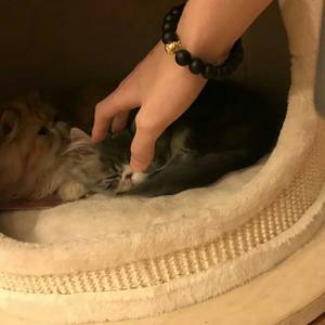 治愈至于止于致郁吗 (片段版)