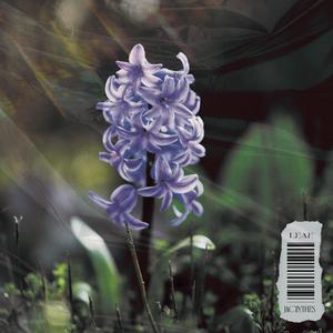 Jacinthes (Explicit)