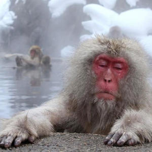 Kroka Koka - Jesse & Jane (Explicit)