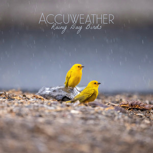 Rainy Day Birds