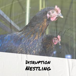 Disruption Nestling