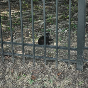 birkenstocks (feat. landoee) (Explicit)