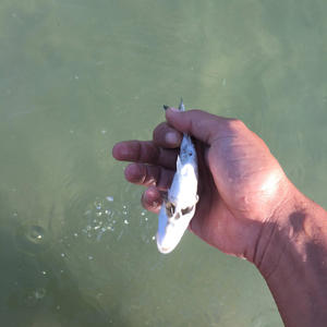 I love you tybg (feat. SouthCartel) (Explicit)