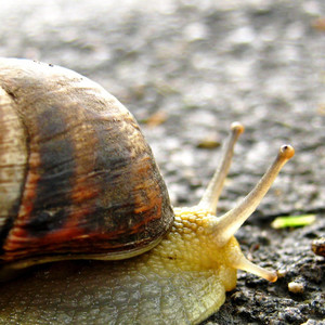 你的童年我的童年好像都一样 (DJ版)